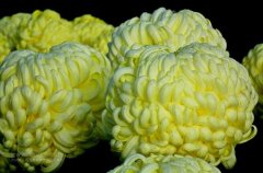 一朵菊花開出七種顏色？用手持氣象站種菊